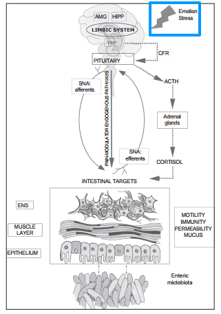 a schematic showing how emotion and stress trigger a cascade of changes that ultimately influence gut health and intestinal permeability.