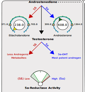 the metabolism of androgens with a meter showing the activity of 5 alpha reductase.