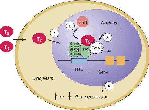 Thyroid hormone receptor