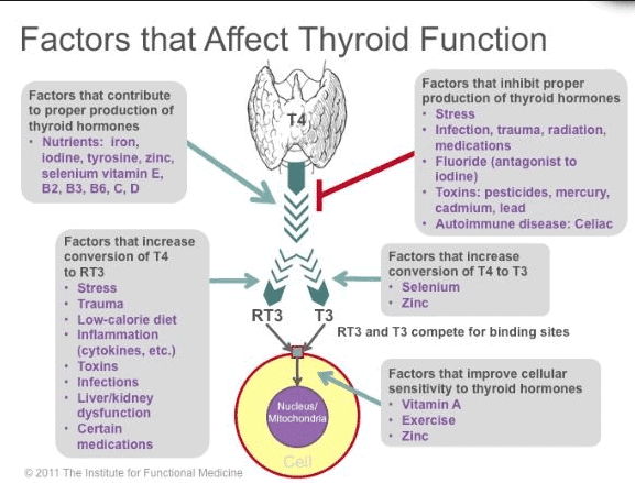 diagram of the thyroid gland and it's production of T3 and rT3 and various factors which influence the conversion of both.