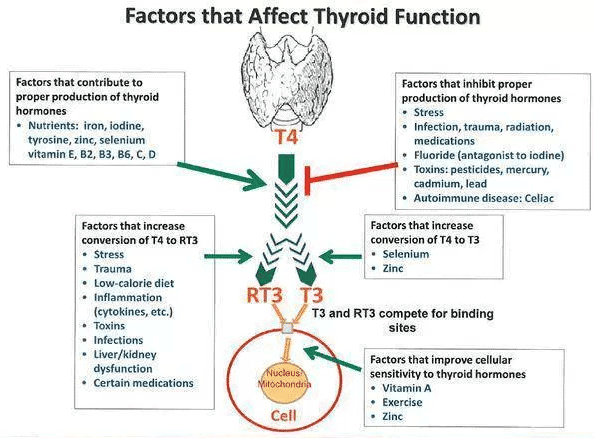a diagram of the thyroid gland with t3 and rt3 levels shown as well as various factors that influence the conversion of both of these thyroid hormones.