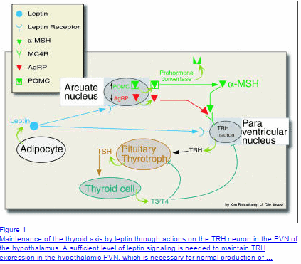 a schematic showing how leptin signaling impacts thyroid function.