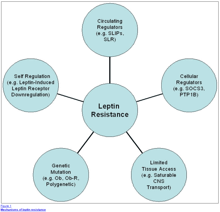 5 problems that leptin resistance causes