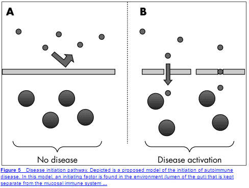2 figures which show how the lining of the gut is supposed to work in the healthy state and how it works in a diseased state.