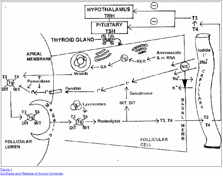 a diagram which shows an overview of the creation and release of thyroid hormones inside of the thyroid gland.
