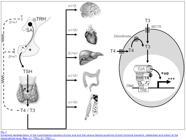 schematic of the hypothalamic-pituitary-thyroid axis schematic of the hypothalamic-pituitary-thyroid axis and factors which influence thyroid hormone transport, metabolism, and cellular action.