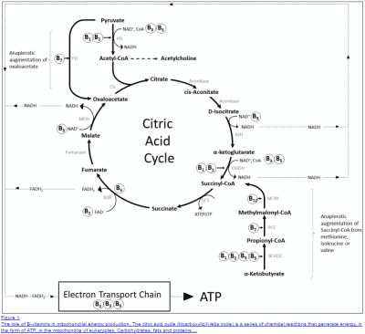 a complex diagram of the citric acid starting with pyruvate.