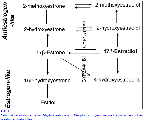 a list of estrogen compounds, their metabolism, and the anti estrogenic or pro estrogenic effects of each.