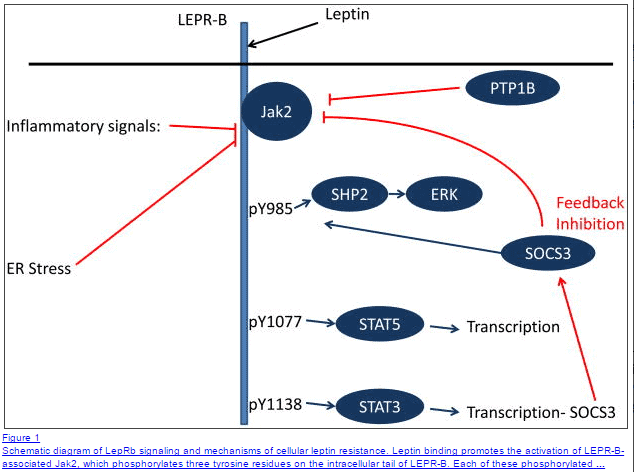 diagram schematic showing leptin signaling and factors which influence its action on various enzymes and receptors.