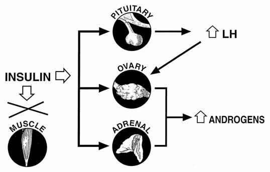 a schematic showing the relationship insulin has on the pituitaries, ovaries, and adrenal glands.