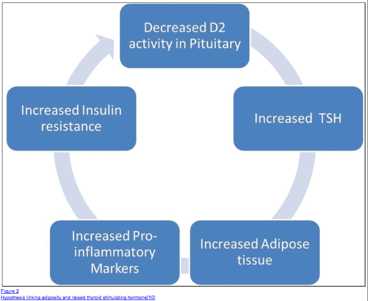 a schematic showing a proposed link between increased fat mass and thyroid dysfunction via TSH.