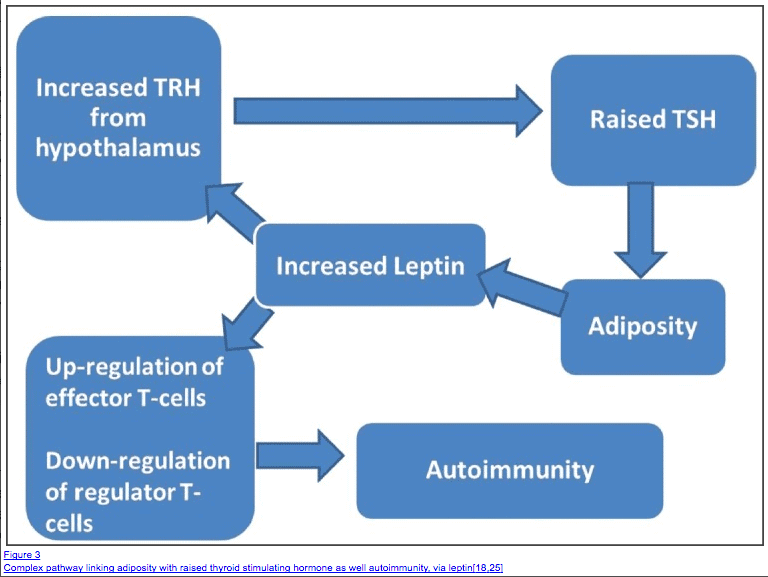 a flow chart indicating how leptin and thyroid hormone interact with one another.