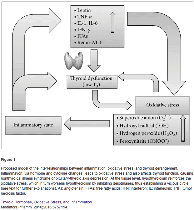 the relationship between inflammatory markers, thyroid dysfunction, oxidative stress, and free radical production.