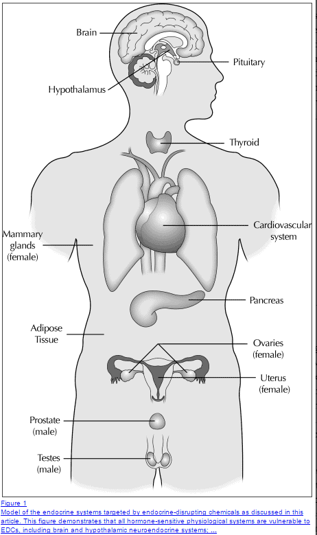 a diagram of the human body with arrows pointing to the various endocrine systems and major tissues that regulate them.