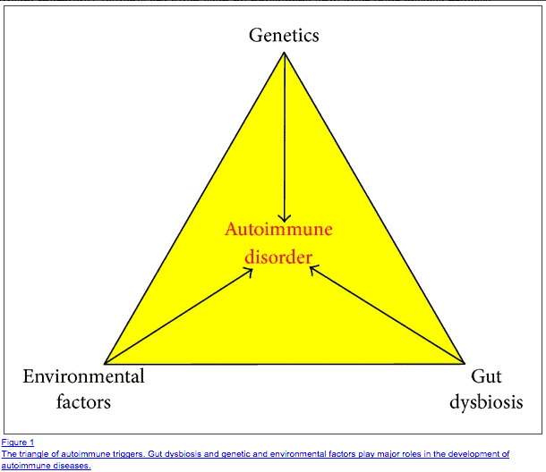 a diagram detailing three triggers of autoimmune disease: genetics, environmental factors, and gut dysbiosis.