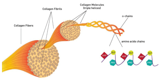 a figure of collagen fibers being broken down into its most basic components of amino acids.