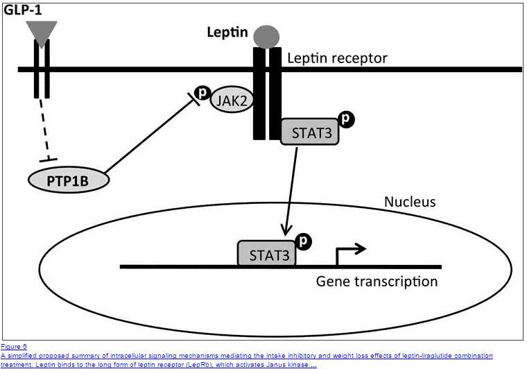 the cellular impact of leptin and the glp-1 receptor are shown with a circle around genetic transcription.