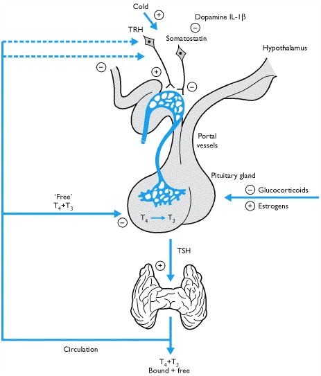 Thyroid regulation and control Thyroid regulation and control