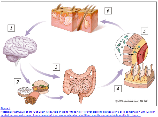 the relationship between the food that that humans eat and its impact on both skin health and brain health.