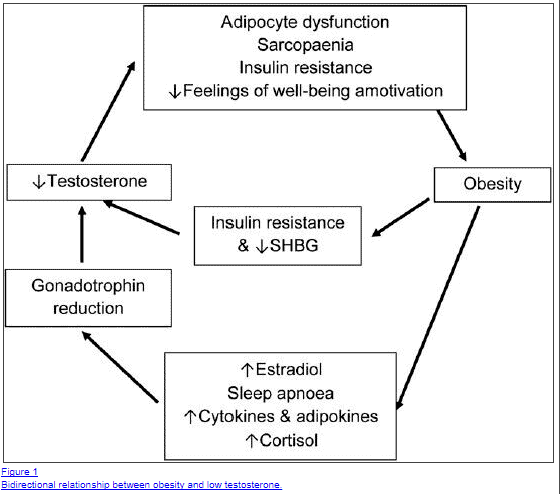 a flow chart showing the connection between the decline of testosterone and obesity.