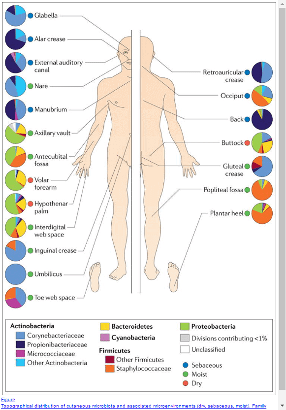 arrows pointing to various placed on the human body that produce natural oil.