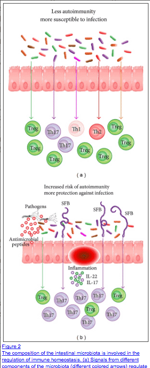 two figures showing the gut lining and how gut dysfunction increases risk of autoimmune disease.