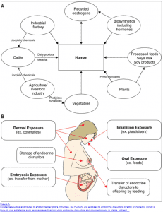 endocrine disruptors and hormone balance in the body endocrine disruptors and hormone balance in the body