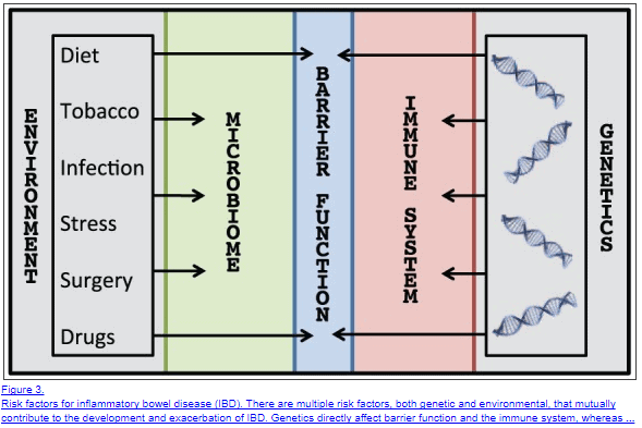 immune function and leaky gut