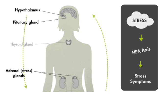 thyroid adrenal gland axis thyroid adrenal gland axis