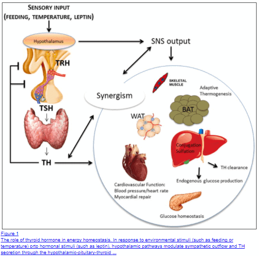 a diagram which shows the relationship of thyroid hormone in energy homeostasis and how it stimulates different organs and tissues.