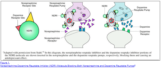 mechanism of action of wellbutrin for weight loss a supposed example of how wellbutrin works to help with weight loss in nerve cells by blocking the reuptake of norepinephrine.