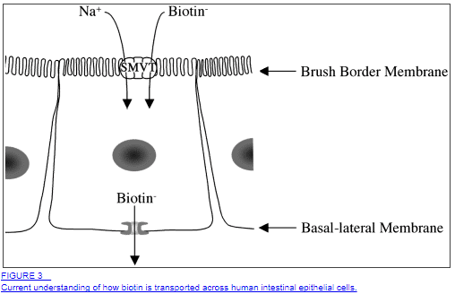 biotin absorption in the intestines biotin absorption in the intestines