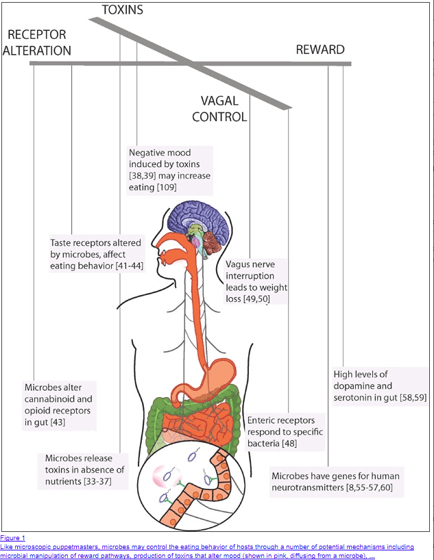 prebiotics alter appetite and food cravings prebiotics alter appetite and food cravings