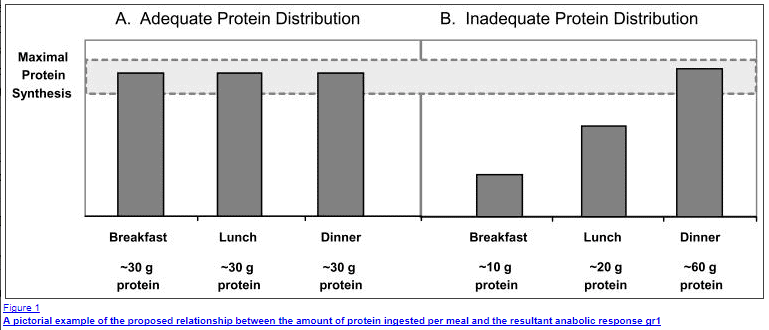 protein powder intake throughout the day protein powder intake throughout the day