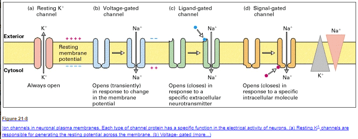 the importance of ATP in nerve conduction the importance of ATP in nerve conduction