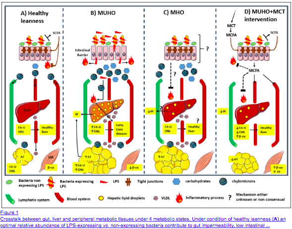 MCT oil and intestinal permeability MCT oil and intestinal permeability