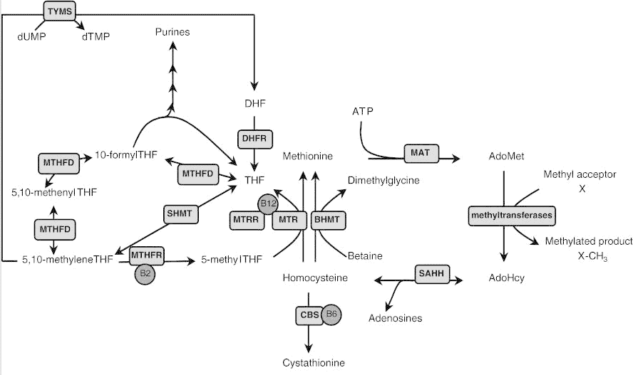 Methylation pathway The methylation pathway of Vitamin B12 and homocysteine