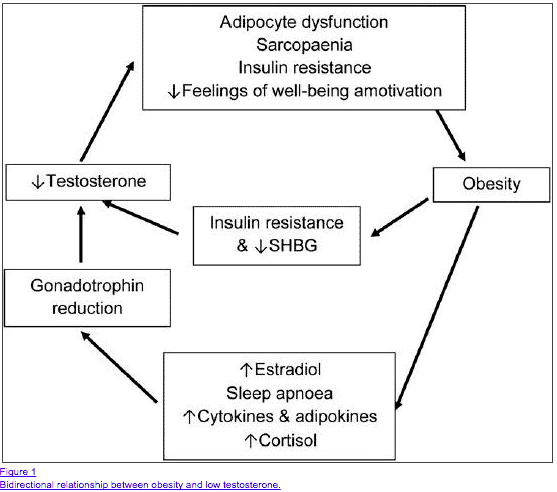 bidirectional relationship between weight gain and low testosterone bidirectional relationship between weight gain and low testosterone