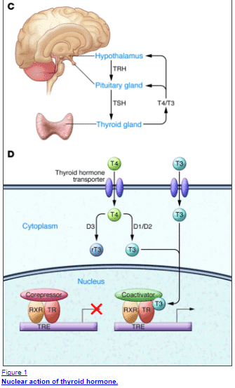 Mechanism of action of thyroid hormone at the cellular level Thyroid hormone influences almost every cell in the body through the action at nuclear receptors