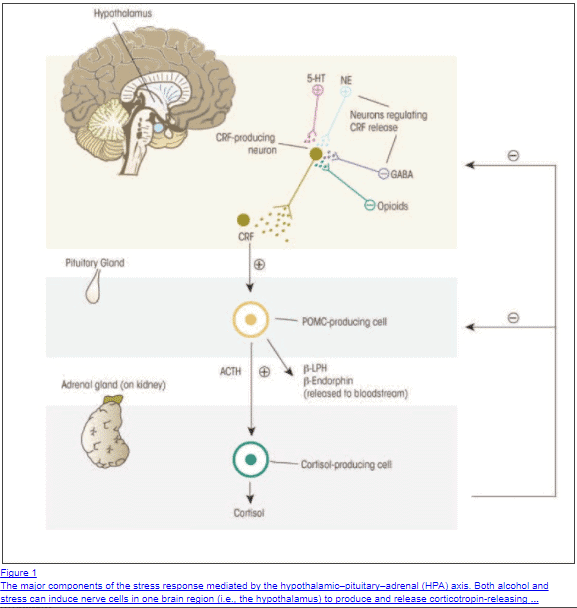stress and the HPA axis Glandulars that contain cortisol can suppress the HPA axis