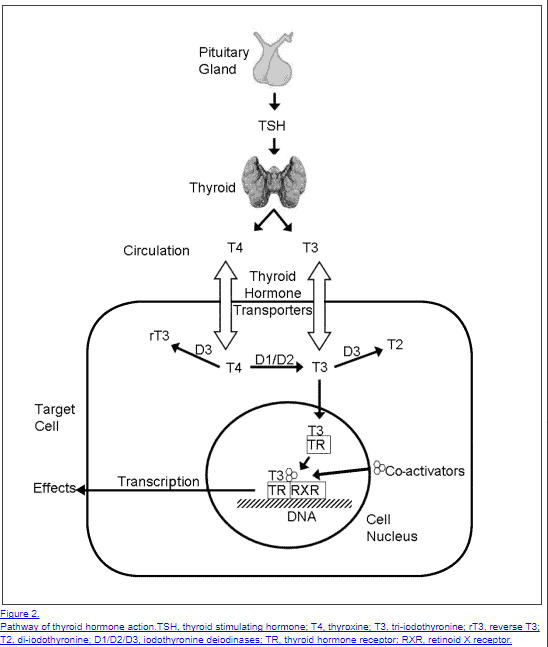 thyroid physiology in the body Thyroid anatomy and thyroid conversion from pituitary to T3 and T4 action at the cellular level