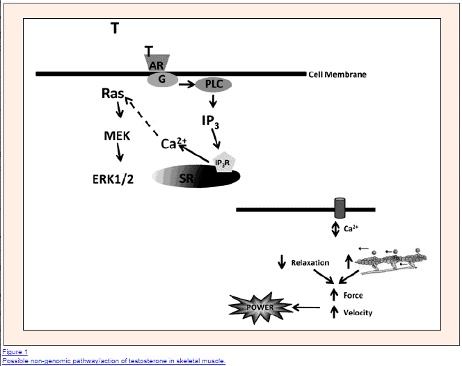 non genomic actions of testosterone on cells The non genomic actions of testosterone include changes to muscle contraction