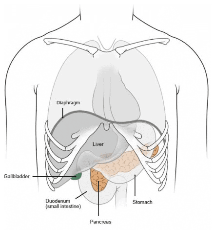 function of the pancreas and insulin function of the pancreas and insulin