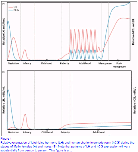 normal HCG levels in both men and women over time normal HCG levels in both men and women over time