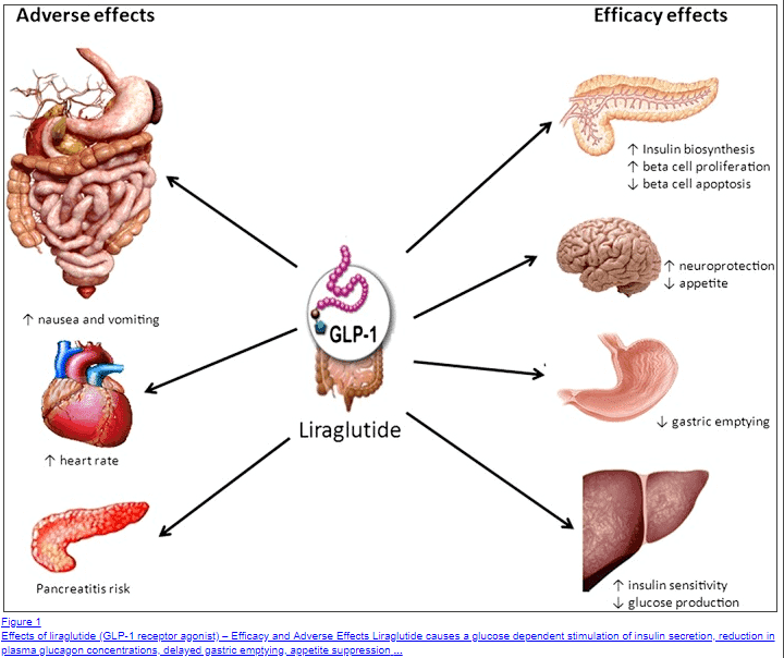 positive and negative side effects of using Victoza on the body positive and negative side effects of using Victoza on the body