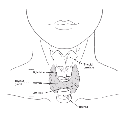 basic anatomy of the thyroid in the neck basic anatomy of the thyroid in the neck