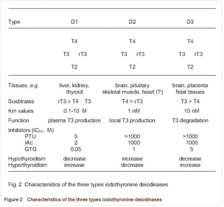 deiodinase enzymes and where they are located deiodinase enzymes and where they are located