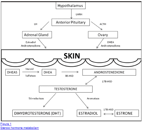 effect of hormones on the skin effect of hormones on the skin