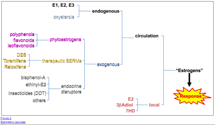 endogenous and exogenous sources of estrogen in men endogenous and exogenous sources of estrogen in men