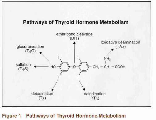 pathways of thyroid metabolism pathways of thyroid metabolism